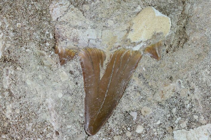 Otodus Shark Tooth Fossil In Rock - Eocene #87020